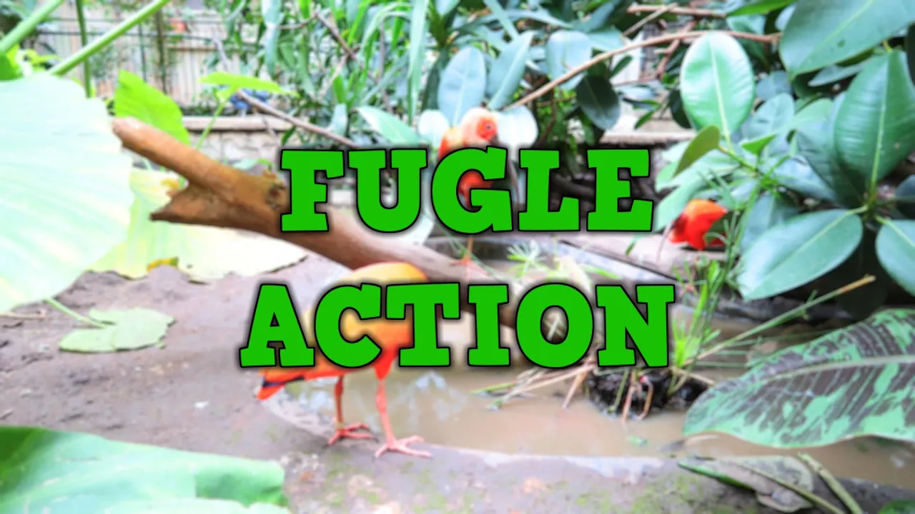 FUGLE ACTION! - Canada Tur - Dag 3
