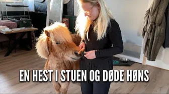 En hest i stuen og døde høns | Livet på gården Ep. 4