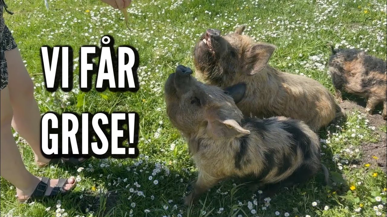 VI HAR FÅET GRISE! | Livet på gården Ep. 14