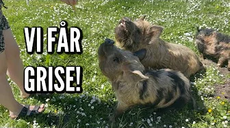 VI HAR FÅET GRISE! | Livet på gården Ep. 14