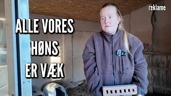 En brugt trappe og et helt tomt hønsehus | Livet på gården Ep. 71