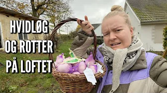 Vi sætter hvidløg og har rotter på loftet | Livet på gården Ep. 29