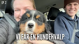 Vi får en hundehvalp | Livet på gården Ep. 2