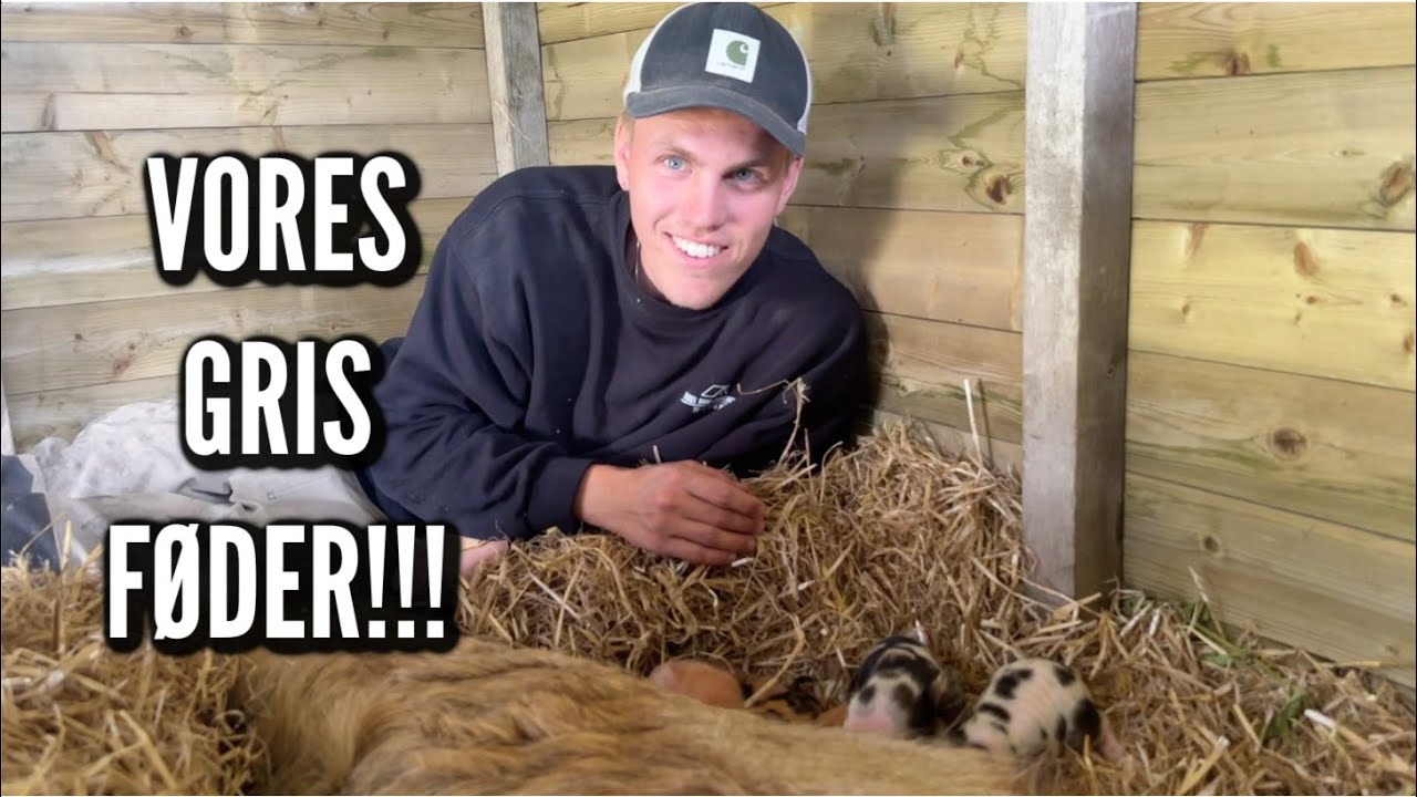 Grisefødsel og sankt hans på gården | Livet på gården Ep. 16