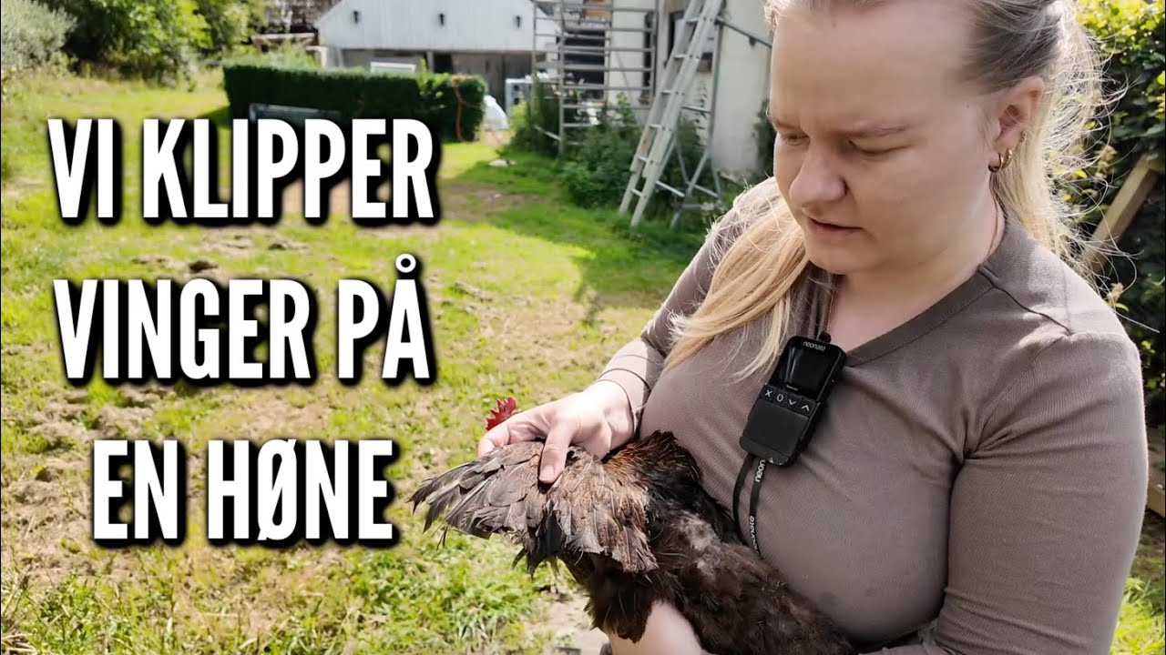 Afskrukning af høns og klipning af vinger | Livet på gården Ep. 57