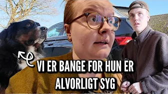 Carla er ved hjernedyrlægen og vi er rædselsslagne  | Livet på gården Ep. 74