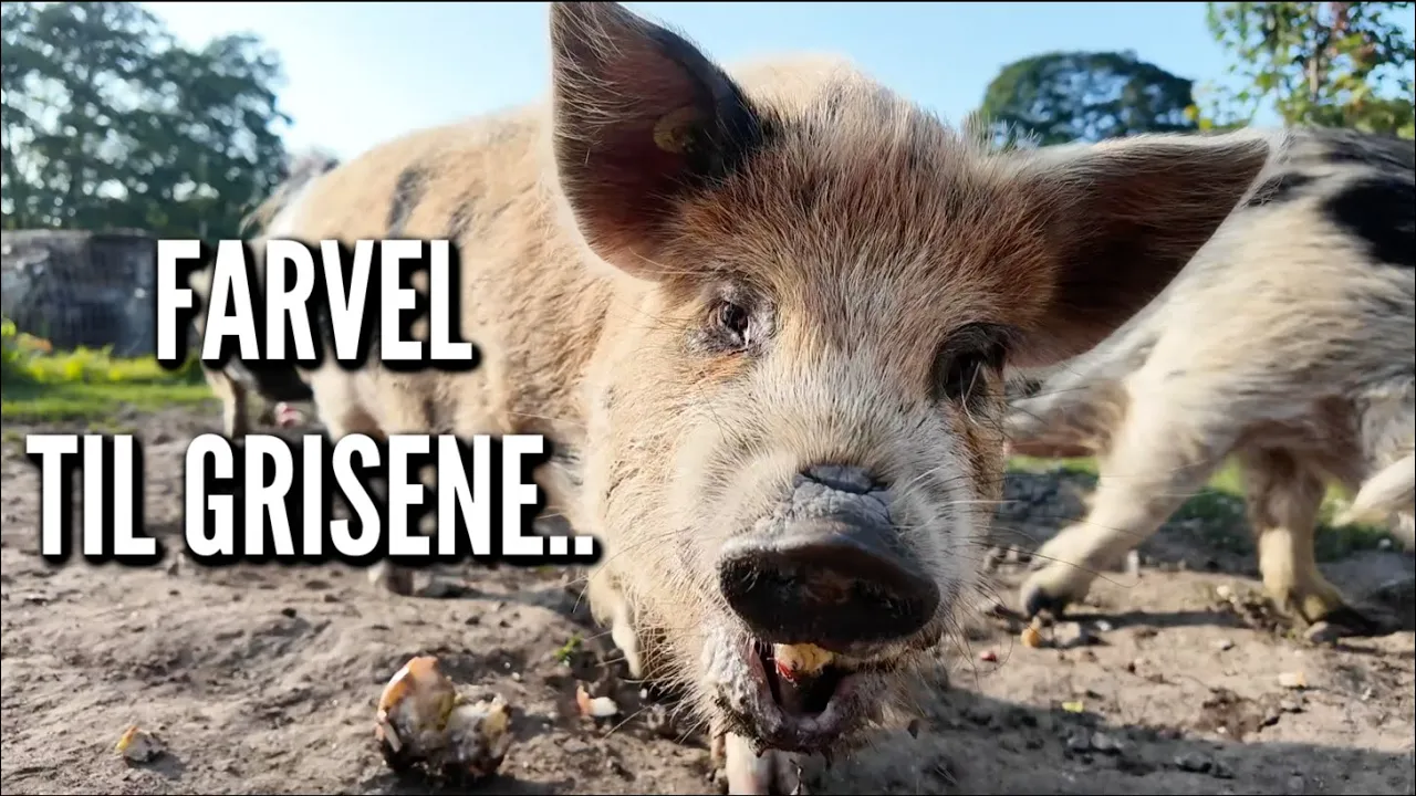 Mikkels planer, byggeoprydning og grise der flytter | Livet på gården Ep. 59