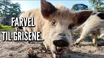 Mikkels planer, byggeoprydning og grise der flytter | Livet på gården Ep. 59