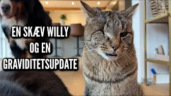 En skæv kat og en graviditetsupdate | Livet på gården Ep. 38
