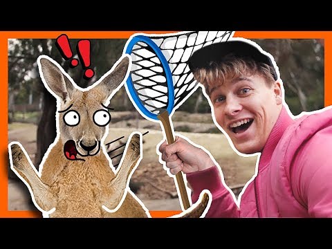 Hunting kangaroos | HelloRasmus