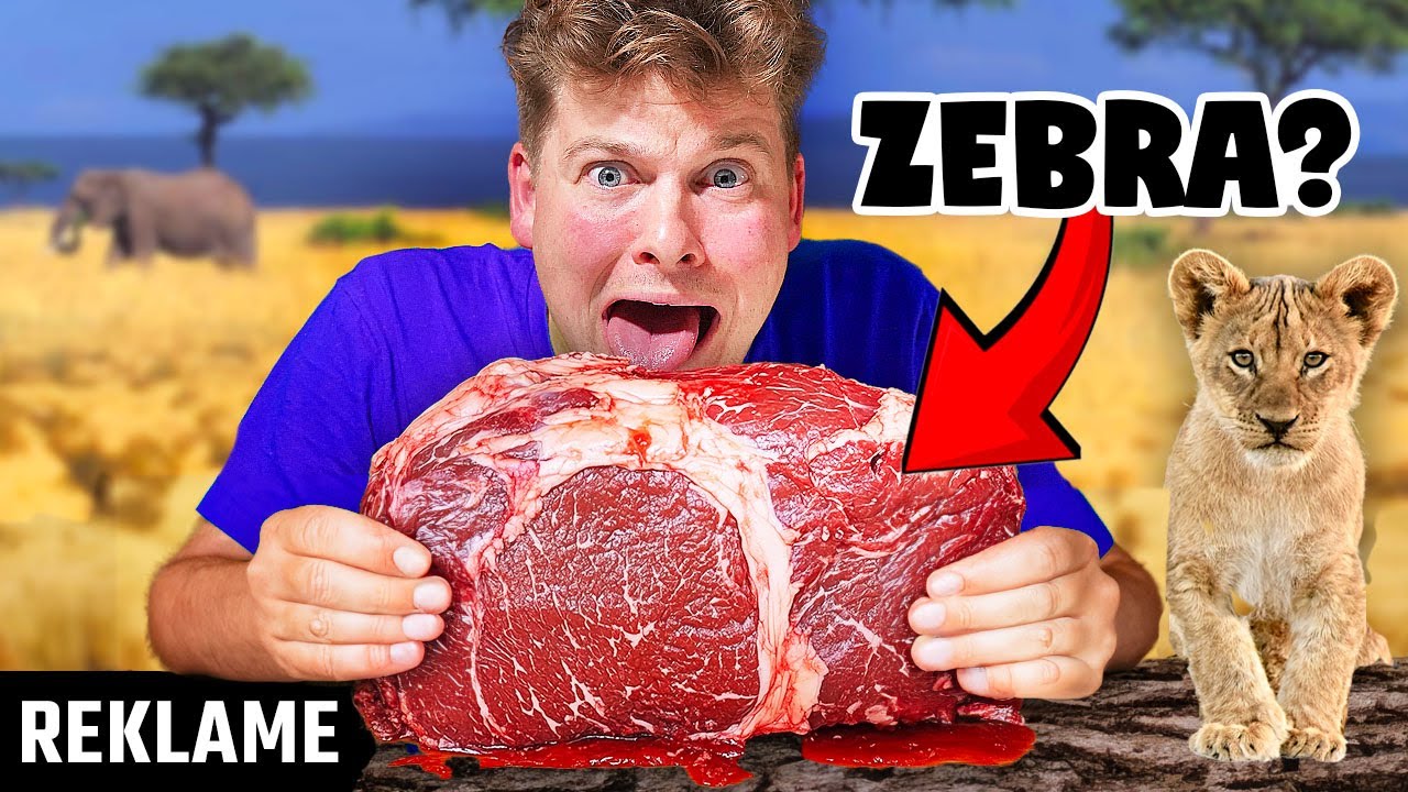 LEVER SOM EN LØVE i 24 TIMER