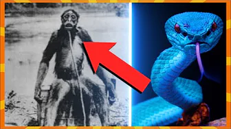 10 FARLIGSTE Dyr I Verden!