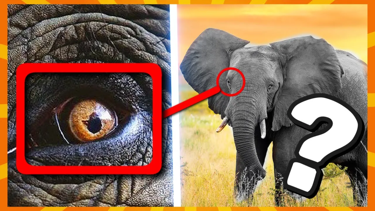 Kan Du Gætte Dyret TÆT PÅ?!