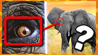 Kan Du Gætte Dyret TÆT PÅ?!