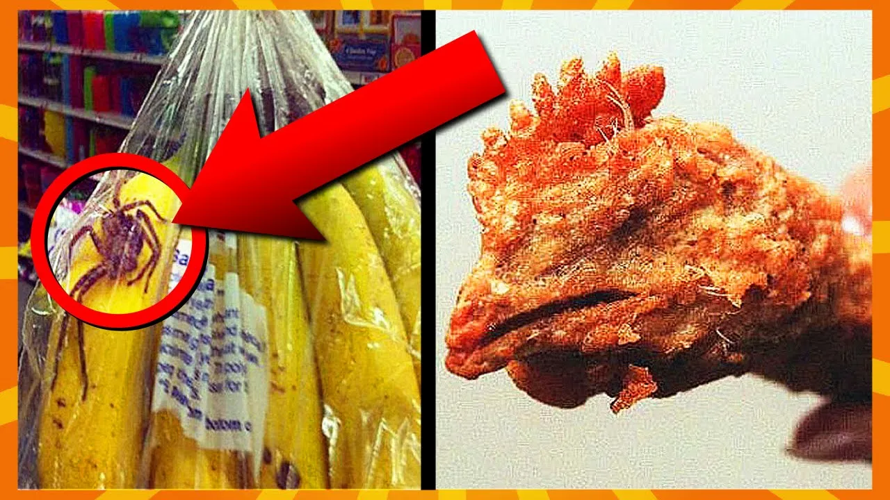 10 Klamme Ting Fundet I Mad!