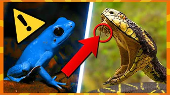 10 Giftigste Dyr I Verden!