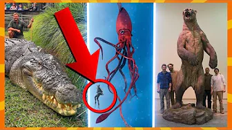 9 Største Dyr I Verden!