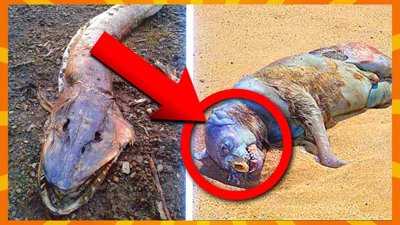 10 Mystiske Skabninger Skyllet På Land!