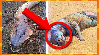 10 Mystiske Skabninger Skyllet På Land!