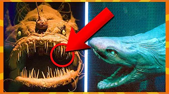 10 Frygtelige Dyr Fra Havets Dyb!