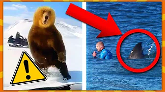 25 Skræmmende Møder Med Dyr!