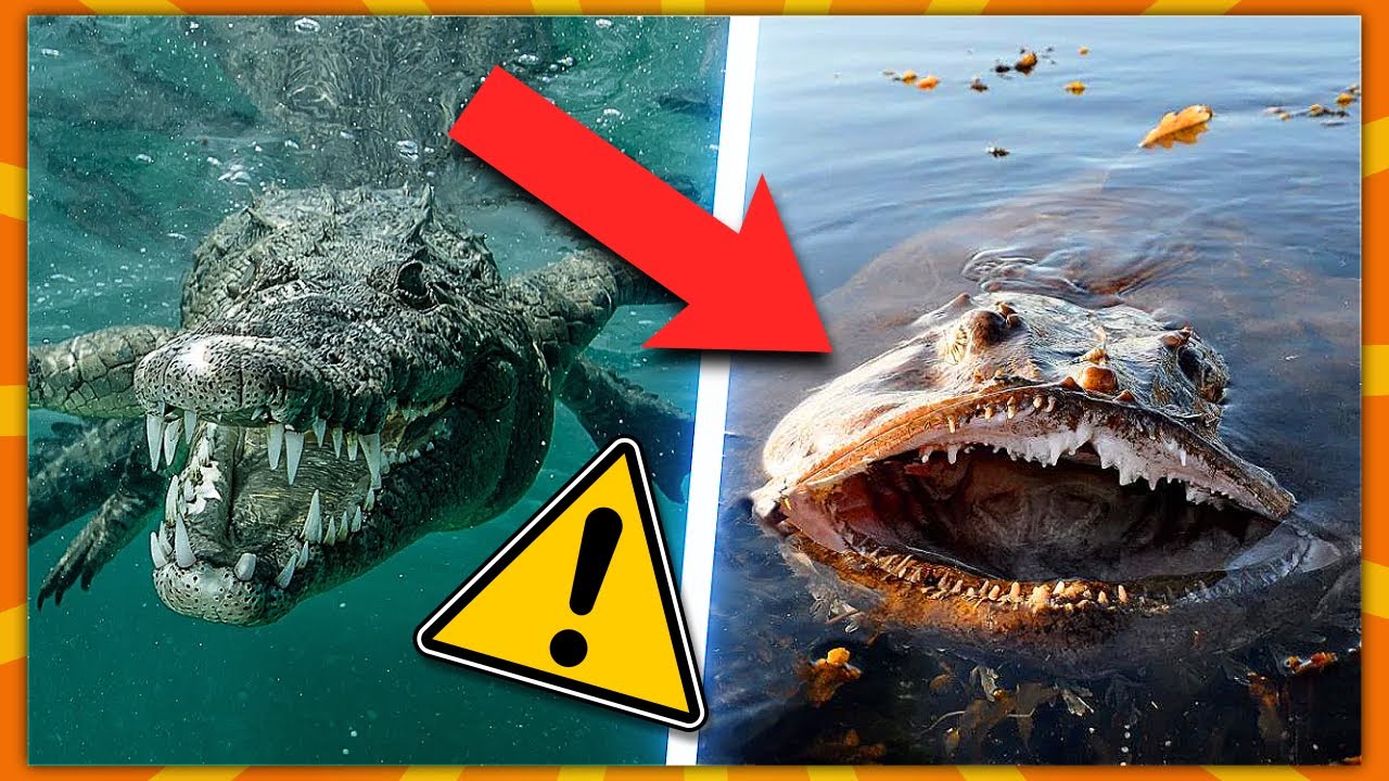 10 Farligste Havdyr I Verden!