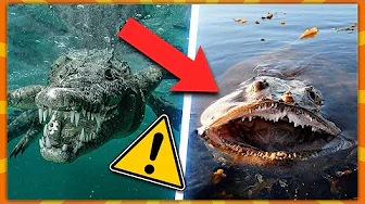 10 Farligste Havdyr I Verden!