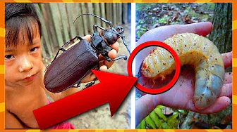 10 Største Insekter I Verden!