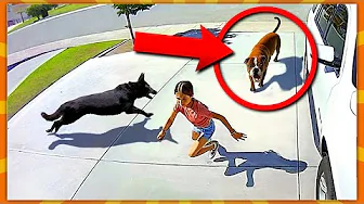 50 Dyr Der Redder Menneskers Liv!