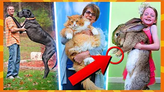 10 Største Kæledyr I Verden!