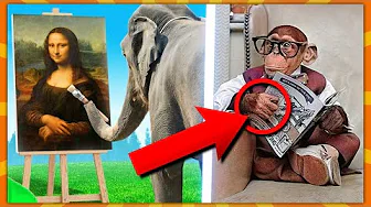 10 Klogeste Dyr I Verden!