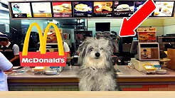 MIN HUND PÅ ARBEJDE?