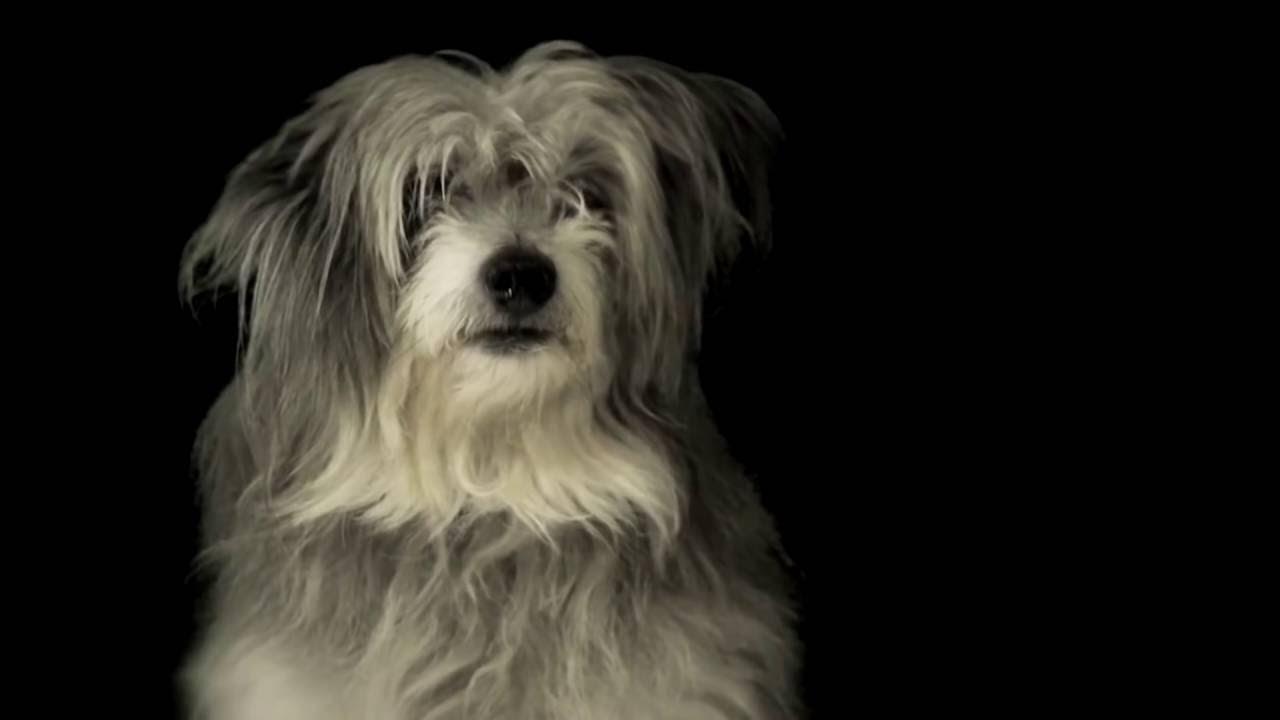 Min hunds mening om livet