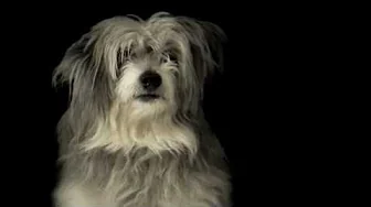 Min hunds mening om livet