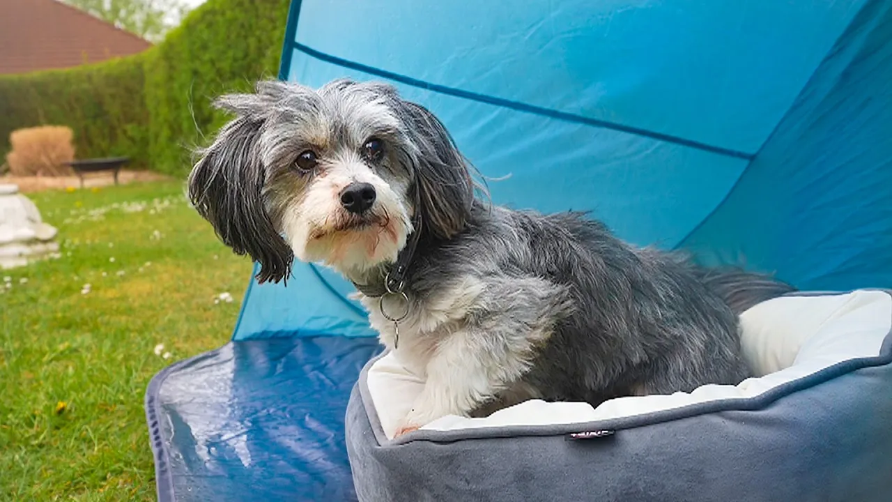 Bubbis nye hjem (Sketch)