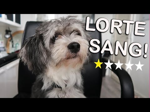 MIN HUND REAGERER PÅ MIN SANG