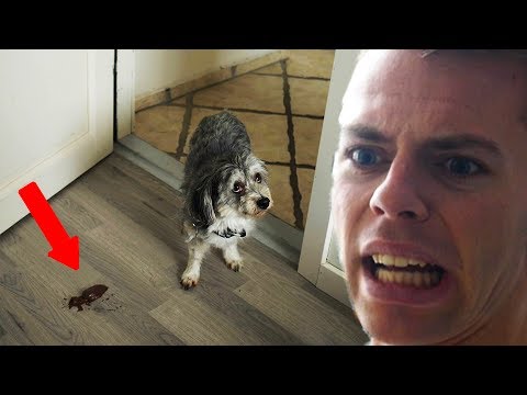 BABYSITTER MIN HUND #1