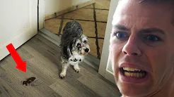 BABYSITTER MIN HUND #1