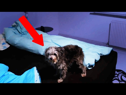 SOVER MED MIN HUND | 1