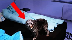 SOVER MED MIN HUND | 1