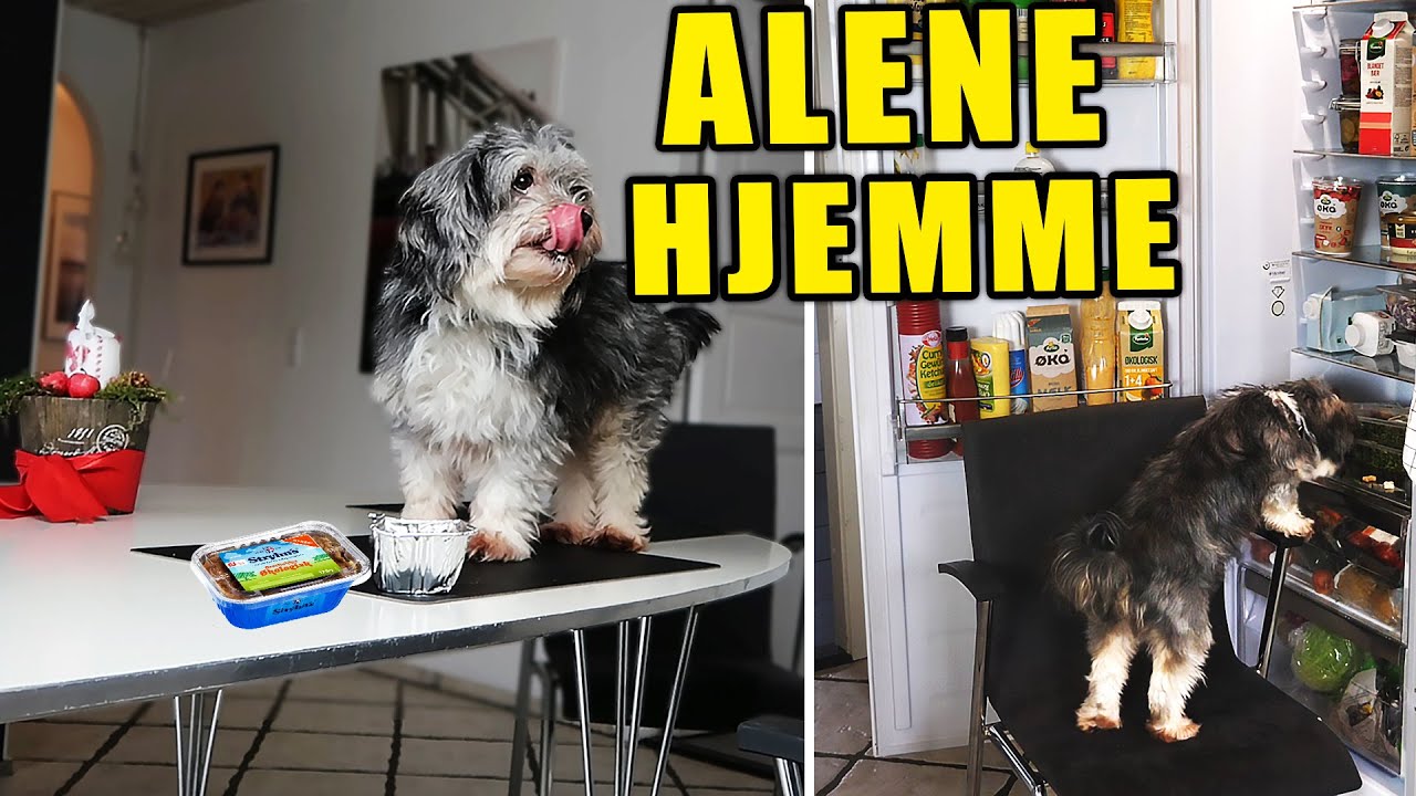 NÅR BUBBI ER ALENE HJEMME