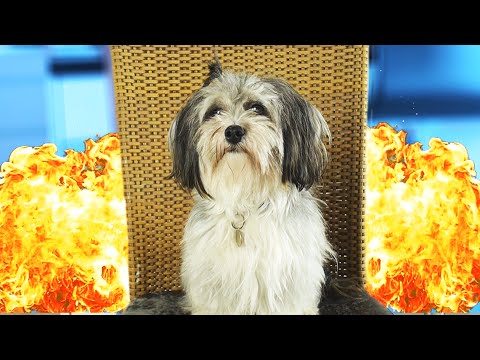 MIN HUNDS STORE MARERIDT!