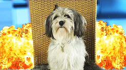 MIN HUNDS STORE MARERIDT!