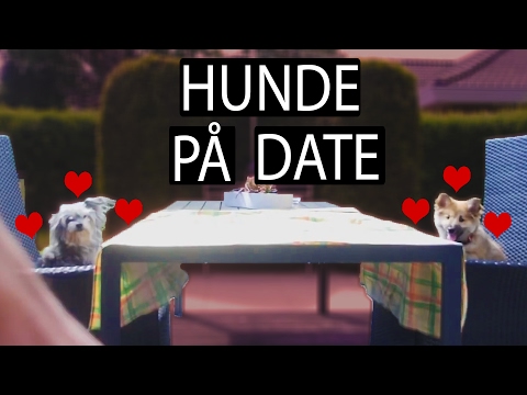 MIN HUND PÅ DATE!