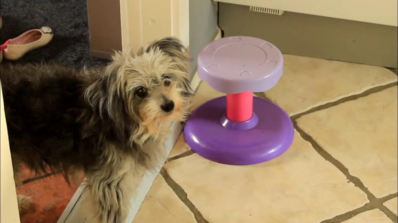 MIN HUND ER FORSVUNDET?