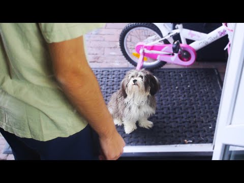 MIN HUND ER TILBAGE ?!