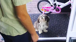 MIN HUND ER TILBAGE ?!