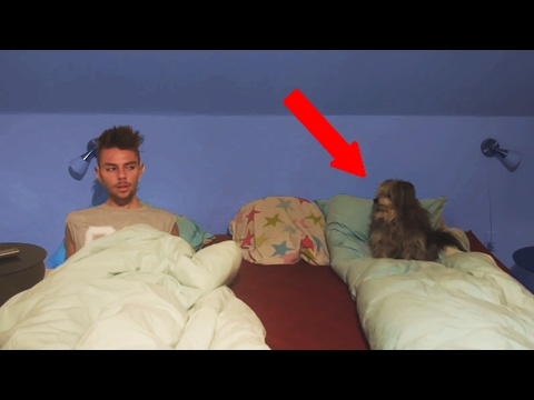 SOVER MED MIN HUND | 6