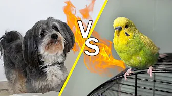 BUBBI VS TULLE (Sketch)