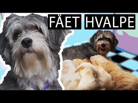 MIN HUND ER BLEVET FAR??